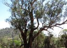 2012 12 29 Toodyay, Northam, Bicton Jetty 040